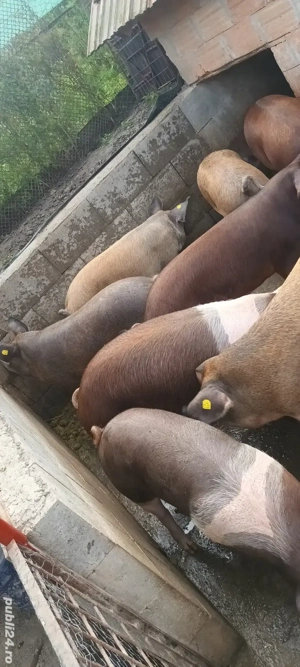 vând porci  - imagine 3