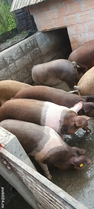 vând porci  - imagine 2