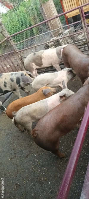 vând porci  - imagine 5