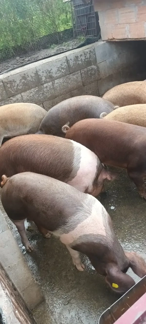 vând porci  - imagine 4