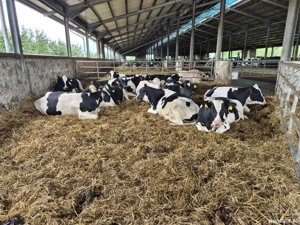 Vițele de vânzare - imagine 2