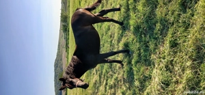 vand mânză 1an și 3luni foarte cuminte preț 50 milioane relați la nr tel  