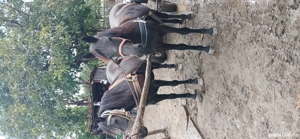 vand mânză 1an și 3luni foarte cuminte preț 50 milioane relați la nr tel   - imagine 2