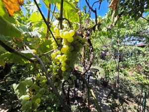 Crangasi, Lacul Morii, casa individuala 230 mp utili, 510 mp teren - imagine 17