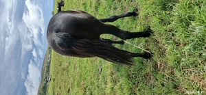 vand mânză 1an și 3luni foarte cuminte preț 50 milioane relați la nr tel   - imagine 3