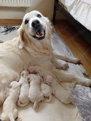 Pui Golden Retriever femela cu pedigree disponibila pentru rezervare - imagine 2
