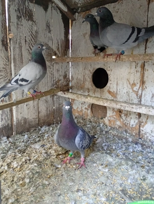 Vand porumbei  - imagine 2