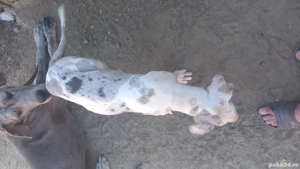 catelusa dog german - imagine 2 catelusa dog german - imagine 2