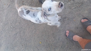 catelusa dog german - imagine 3 catelusa dog german - imagine 3