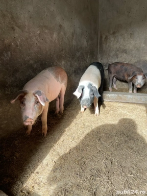 Vand purcei  - imagine 2