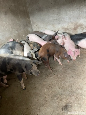 Vand purcei  - imagine 4