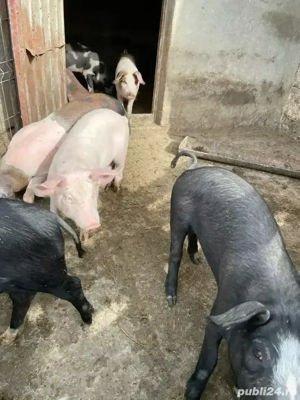 Vand purcei  - imagine 3