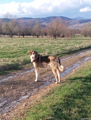 Vand caine - imagine 3