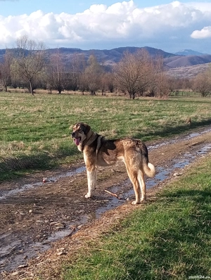 Vand caine - imagine 4