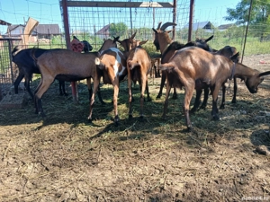 Capre Alpine Franceze & metis - imagine 3 Capre Alpine Franceze & metis - imagine 3