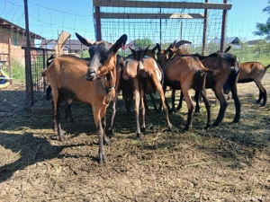 Capre Alpine Franceze & metis - imagine 2 Capre Alpine Franceze & metis - imagine 2