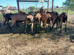 Capre Alpine Franceze & metis - imagine 4 Capre Alpine Franceze & metis - imagine 4