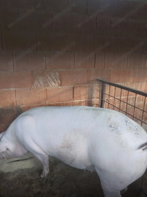 Vând porc  - imagine 3