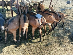 Capre Alpine Franceze & metis - imagine 5 Capre Alpine Franceze & metis - imagine 5