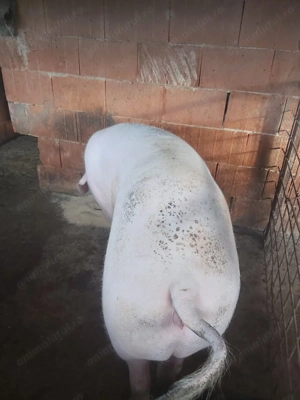 Vând porc  - imagine 4