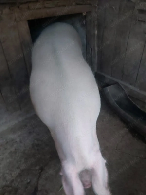 Vând porc  - imagine 3