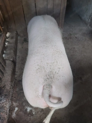 Vând porc  - imagine 2