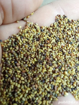 seminte de trifoi rosu