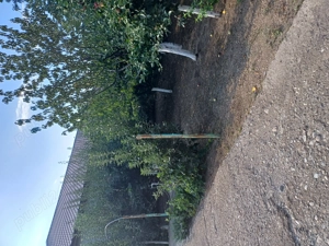 Vânzare imobil - imagine 4