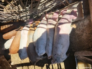 Vănd 6 purcei de 12 săptămâni  - imagine 2