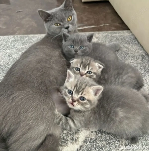 British Silver Tabby 