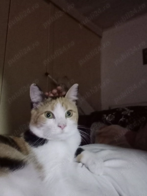 Dau  spre adopție o psică calico !
