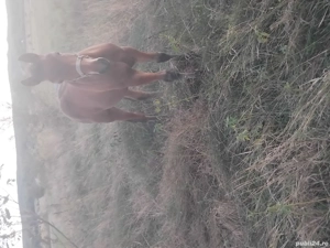 vand iapa cu manz - imagine 2