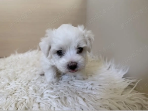 Bichon Maltese Mino
