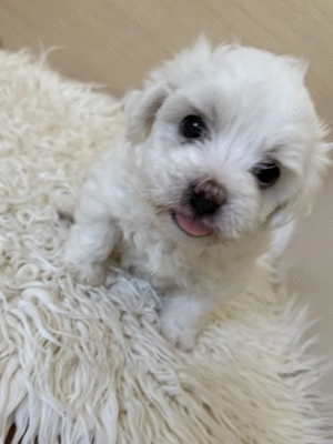 Bichon Maltese Mino  - imagine 2