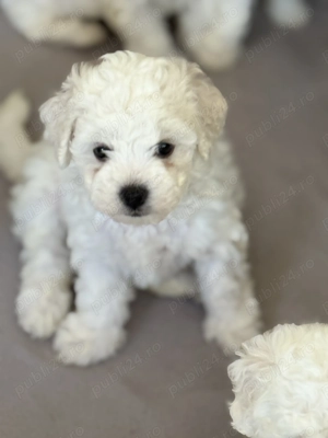 Bichon Maltese Mino  - imagine 4