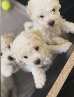Bichon Maltese Mino  - imagine 3