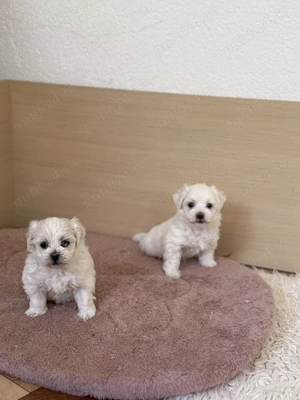 Bichon Maltese Mino  - imagine 5
