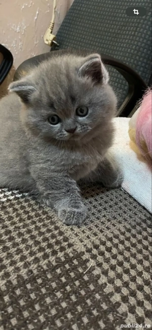 British Shorthair blue 