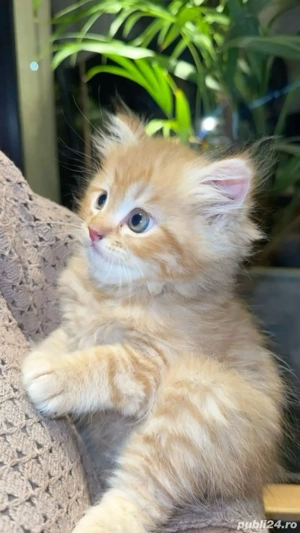 Maine Coon - imagine 2