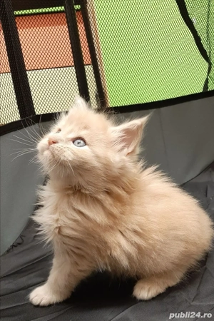 Maine Coon - imagine 3