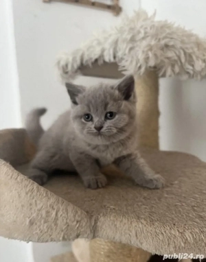 British Shorthair blue 