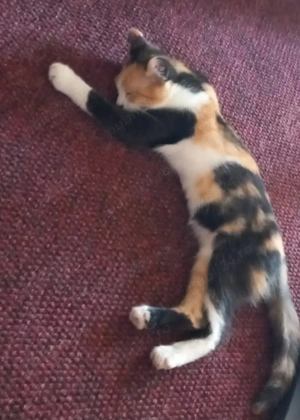 Dau  spre adopție o psică calico !