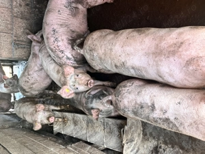 Vând porci    - imagine 2