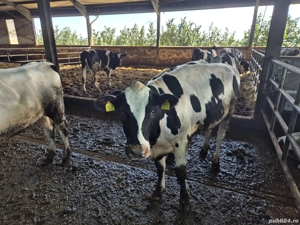 Vițele de vânzare - imagine 3