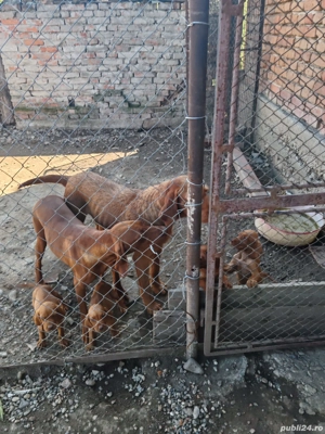 Vând vizsla maghiara  - imagine 2