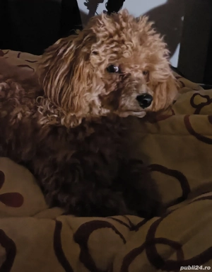 Caniche toy ,femela 9luni cu carnet de sanatate ,din parinti cu pedigree 