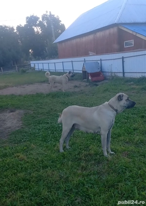 disponibilii pereche de cangalii detalii la telefon   - imagine 3 disponibilii pereche de cangalii detalii la telefon   - imagine 3