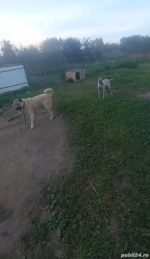 disponibilii pereche de cangalii detalii la telefon   - imagine 2 disponibilii pereche de cangalii detalii la telefon   - imagine 2