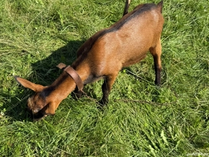 vand capre franceze, rasa pura - imagine 2