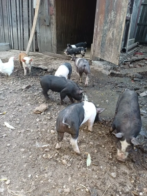 purcei de vânzare pietrean și landras 